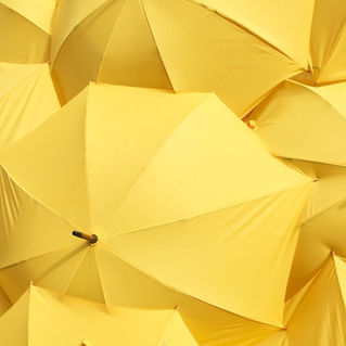 Bright Yellow Umbrellas - Photo Courtesy of Catrin Johnson -