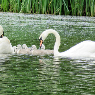 love-and-fidelity a photo of a Male and Female Swan with their cygnets