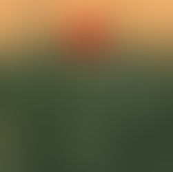 A Lone Red Poppy - The Power of What If?