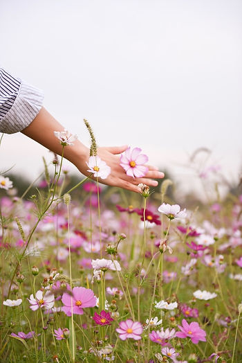 Photo Courtesy of Suhyeon Choi Woman with hand in the field of cosmos flowers