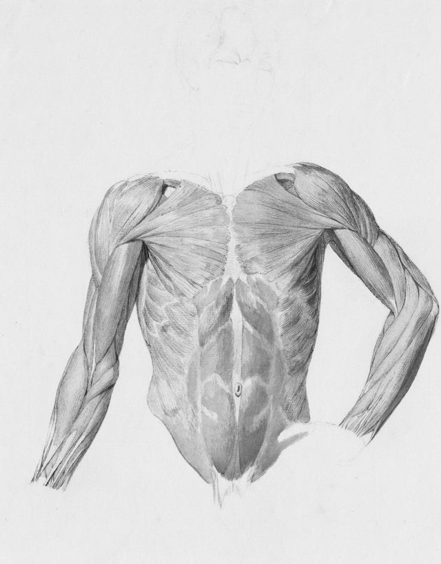 Photo Courtesy of Europeana - Chest area muscles