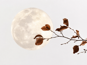 The Moon with a tree