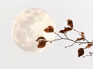 The Moon with a tree