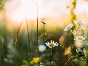 Beautiful Spring Flowers