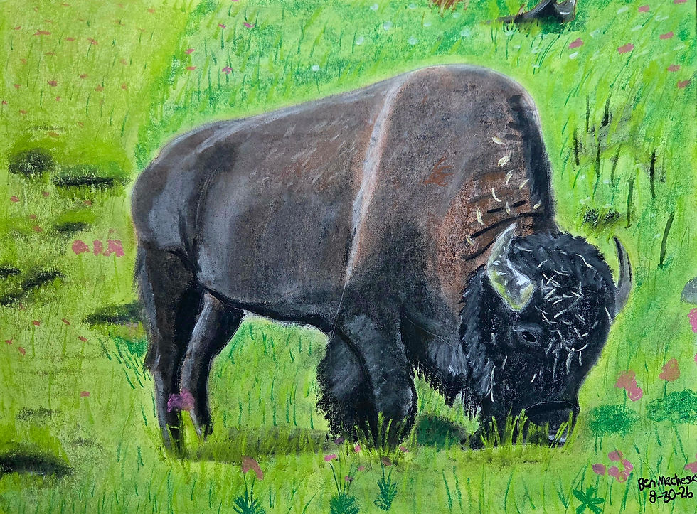 American Bison