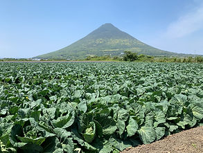 キャベツ畑と開聞岳④ .jpg