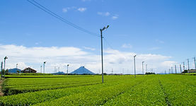 南九開聞岳お茶畑001 (2).jpg