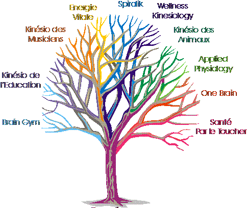 kinésiologie.gif