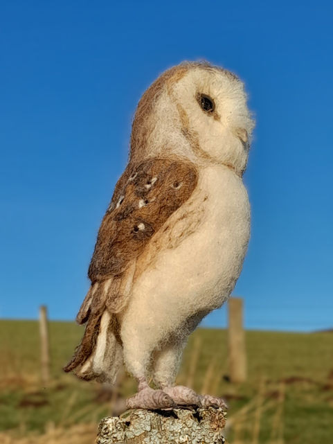 Barn Owl