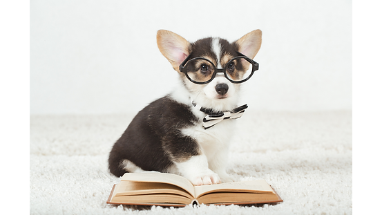 educação de cães filhotes