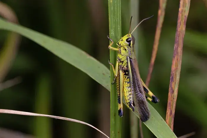 The Grasshopper on My Hand