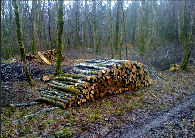 Inscription Bois d'Affouage