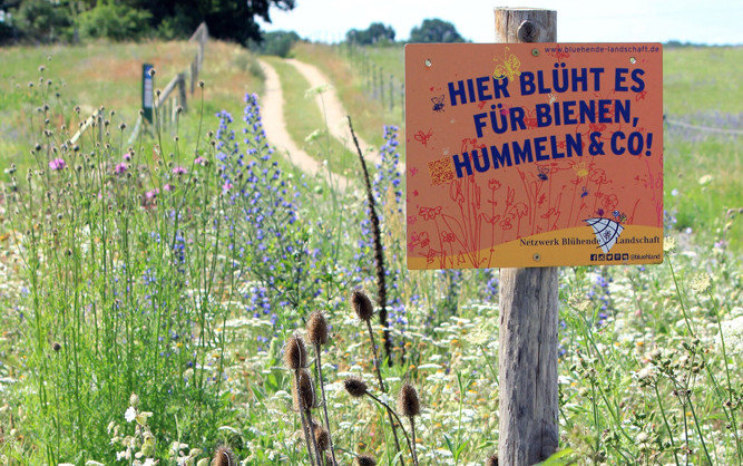 BluehflaechenWitzin.jpg