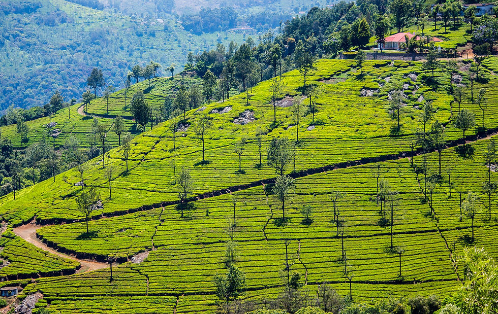 Tea Plantations