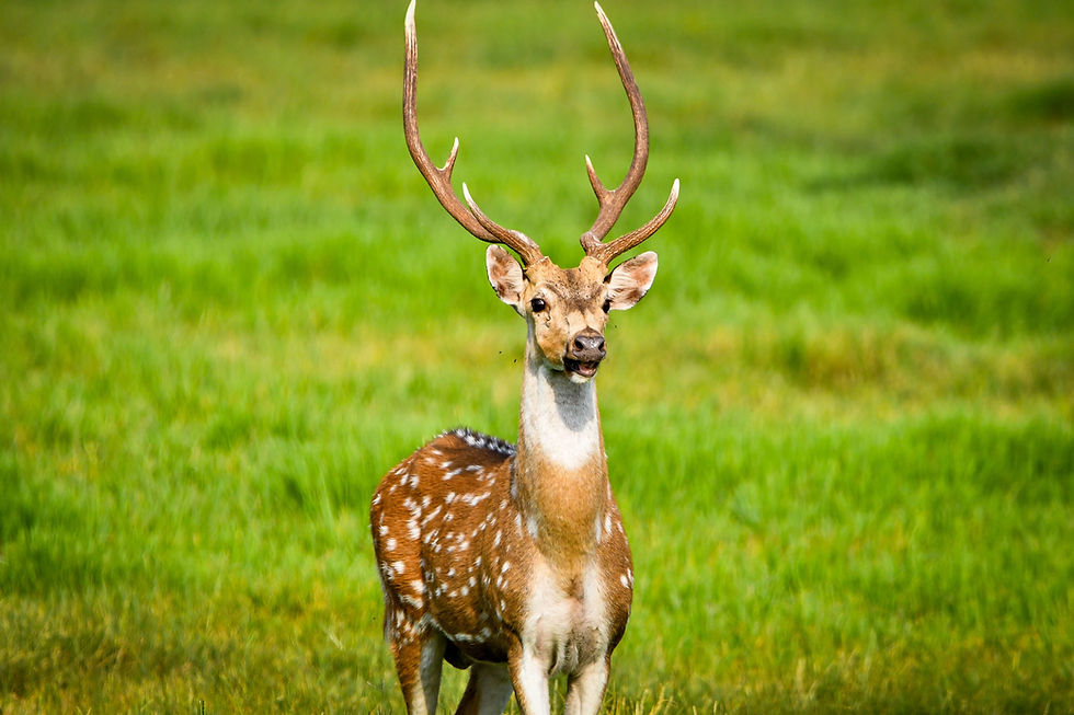 Wilpattu National Park