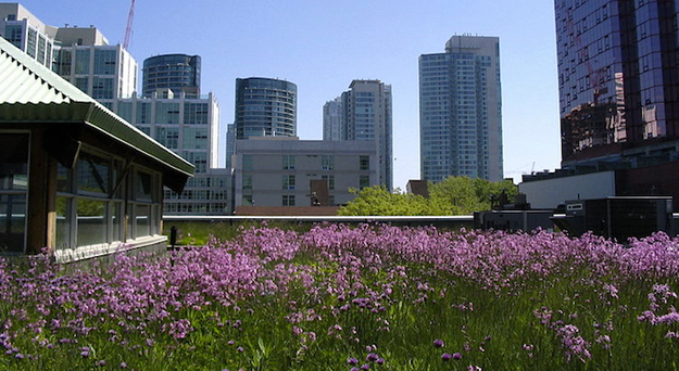 Cubertas verdes polo mundo
