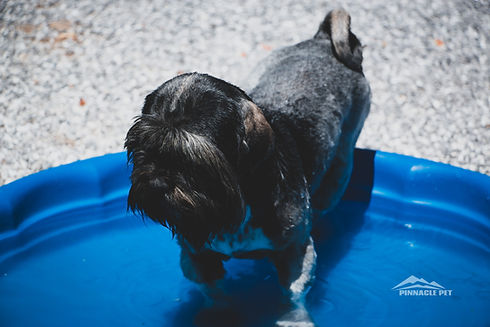 Lhasa Apso
