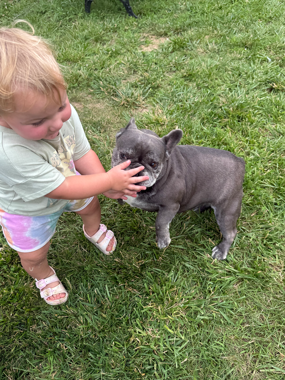 Bailey french bulldog for sale