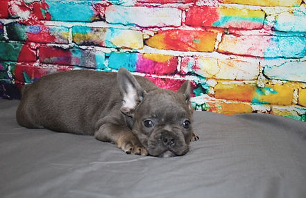 Gonzo AKC French Bulldog Puppy (1).JPG