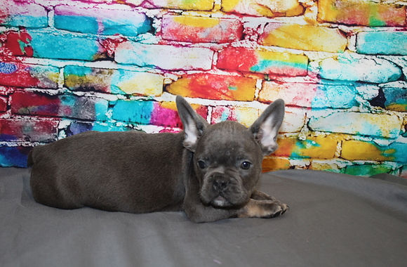 Gonzo AKC French Bulldog Puppy (2).JPG