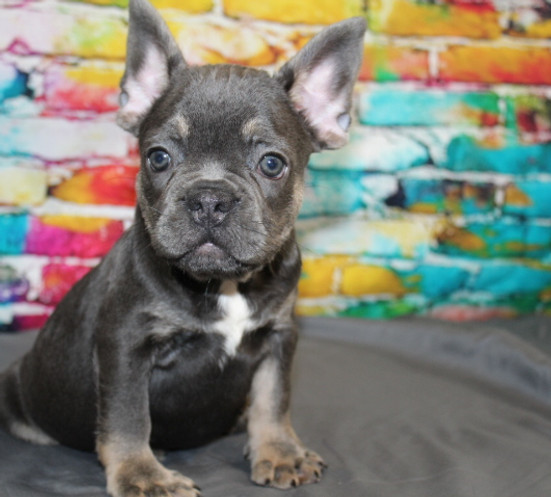 Lily AKC French Bulldog Puppy (7).JPG
