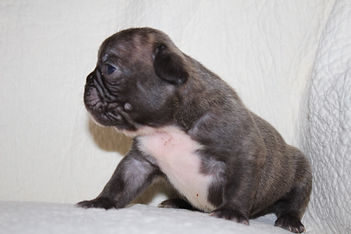 Boomer French Bulldog Puppy For Sale in