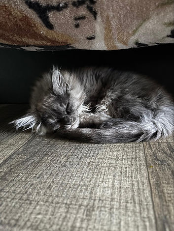 Apollo Sleeping in the Trailer.jpg