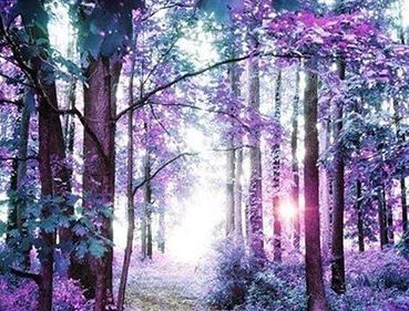 Colorful Forest.jpg