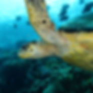 tortue.jpg