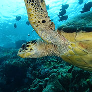 tortue Tropicalsub Diving Guadeloupe