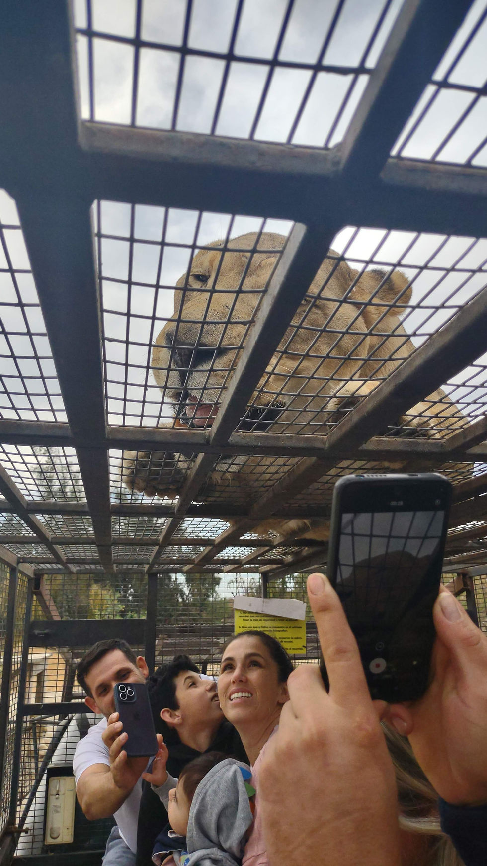Parque Safari, leão Victor