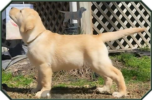 13 weeks - free stacked framed png.png