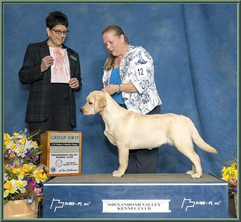 Pedigree Tish four to six puppy show gro