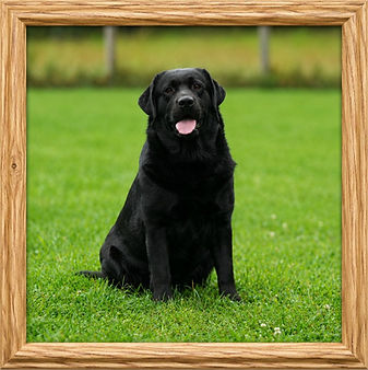 Charlie Aug 2026 3 Framed.jpg