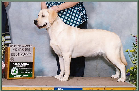 Pedigree Tish Best Puppy.jpg