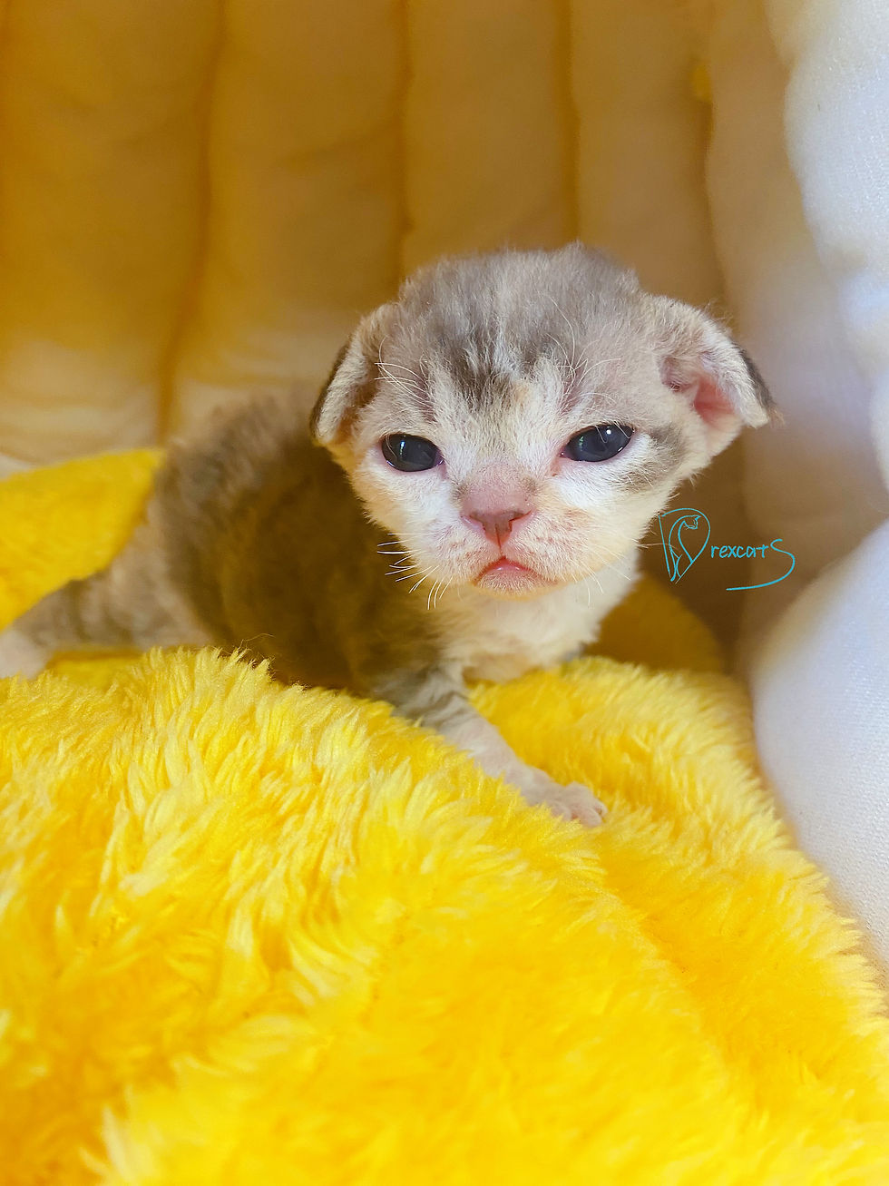 devon rex kitten