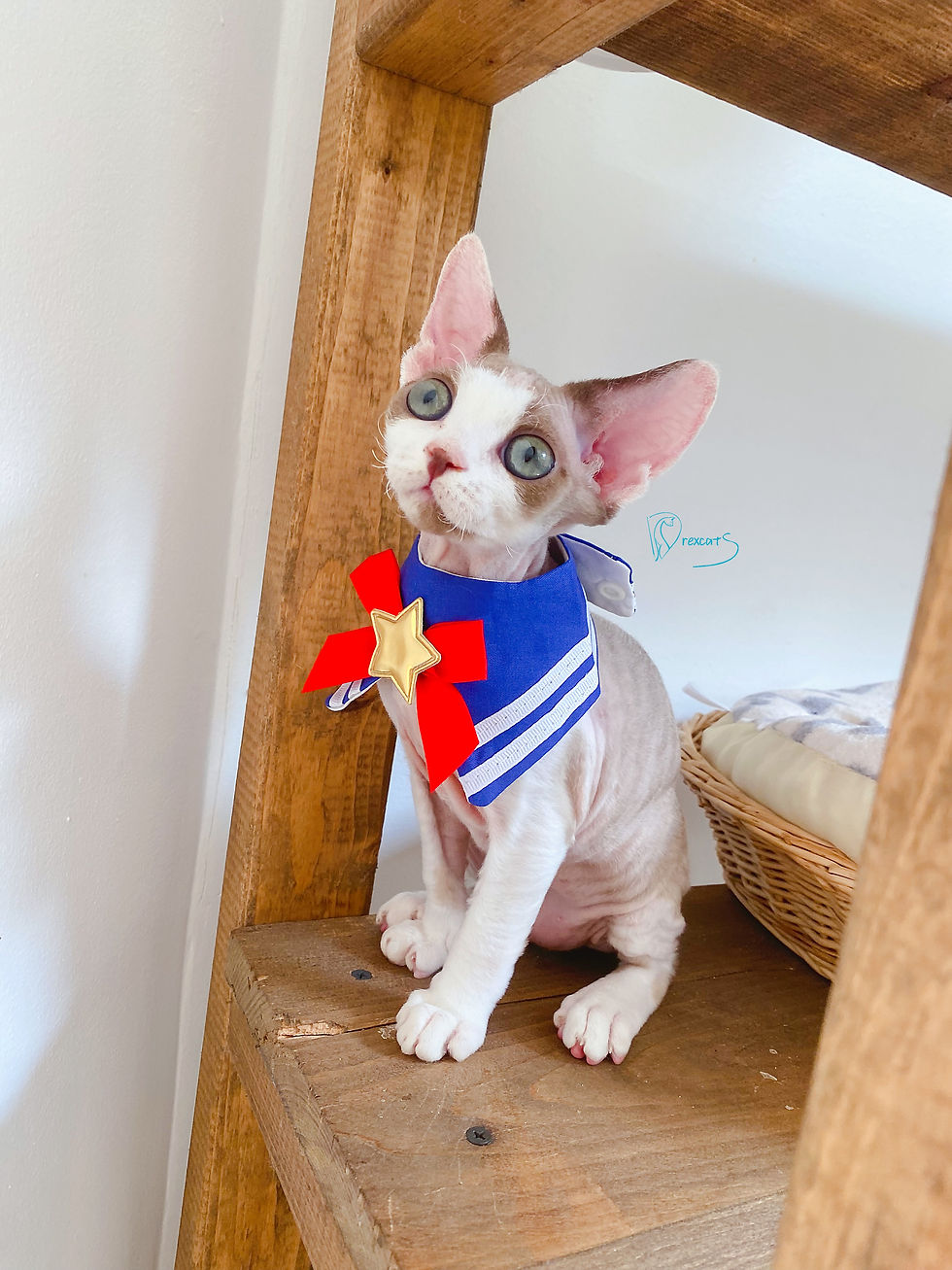 devon rex kitten