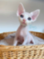 devon rex kitten