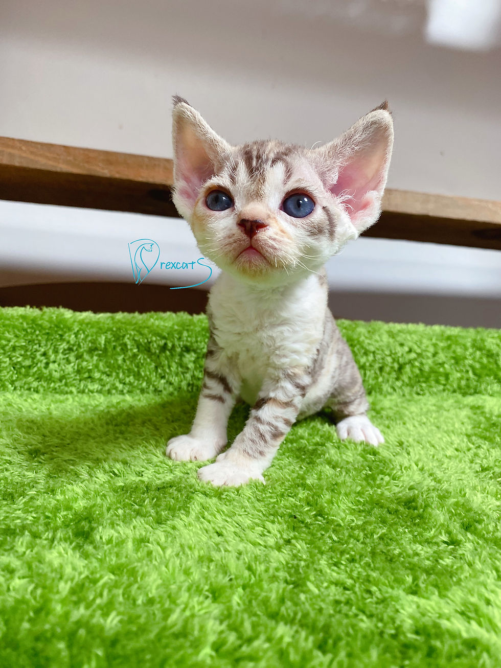 devon rex kitten
