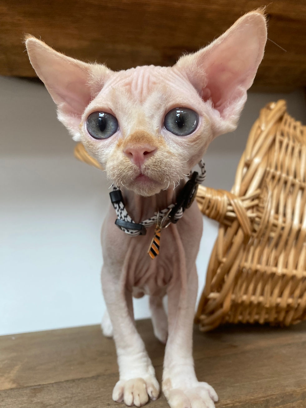 devon rex kitten
