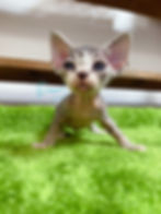 devon rex kitten