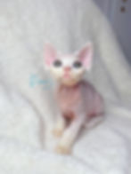devon rex kitten