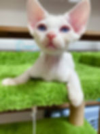 devon rex kitten