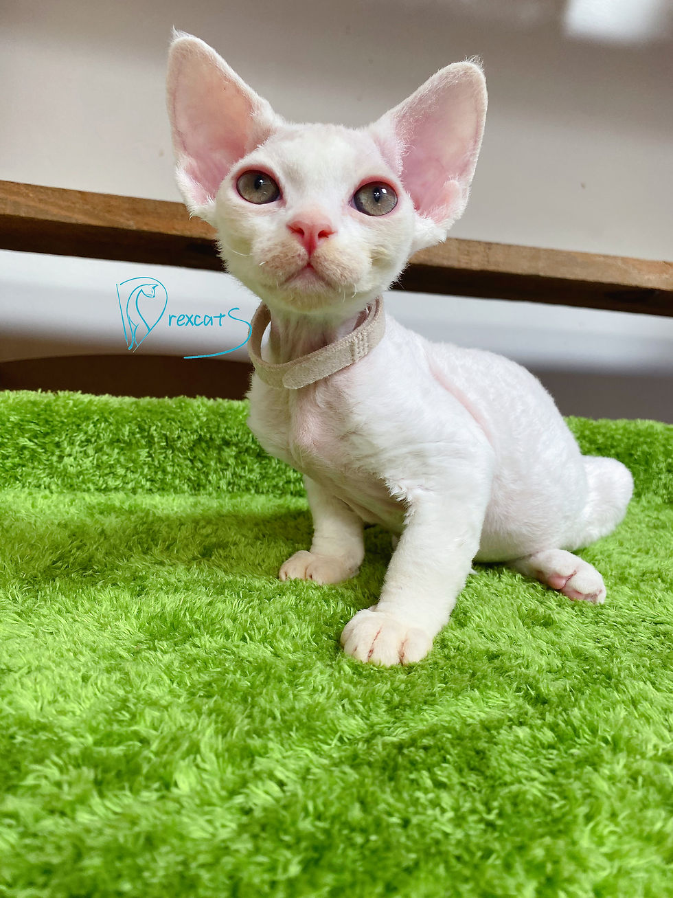 devon rex kitten