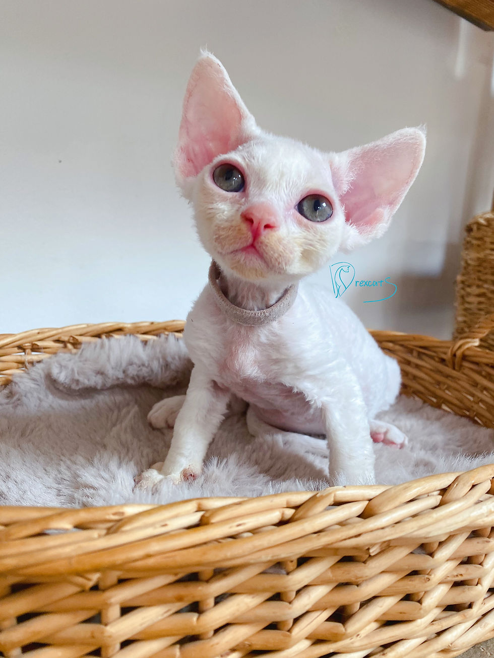 devon rex kitten