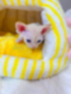 devon rex kitten