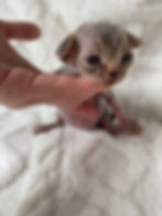 devon rex kitten