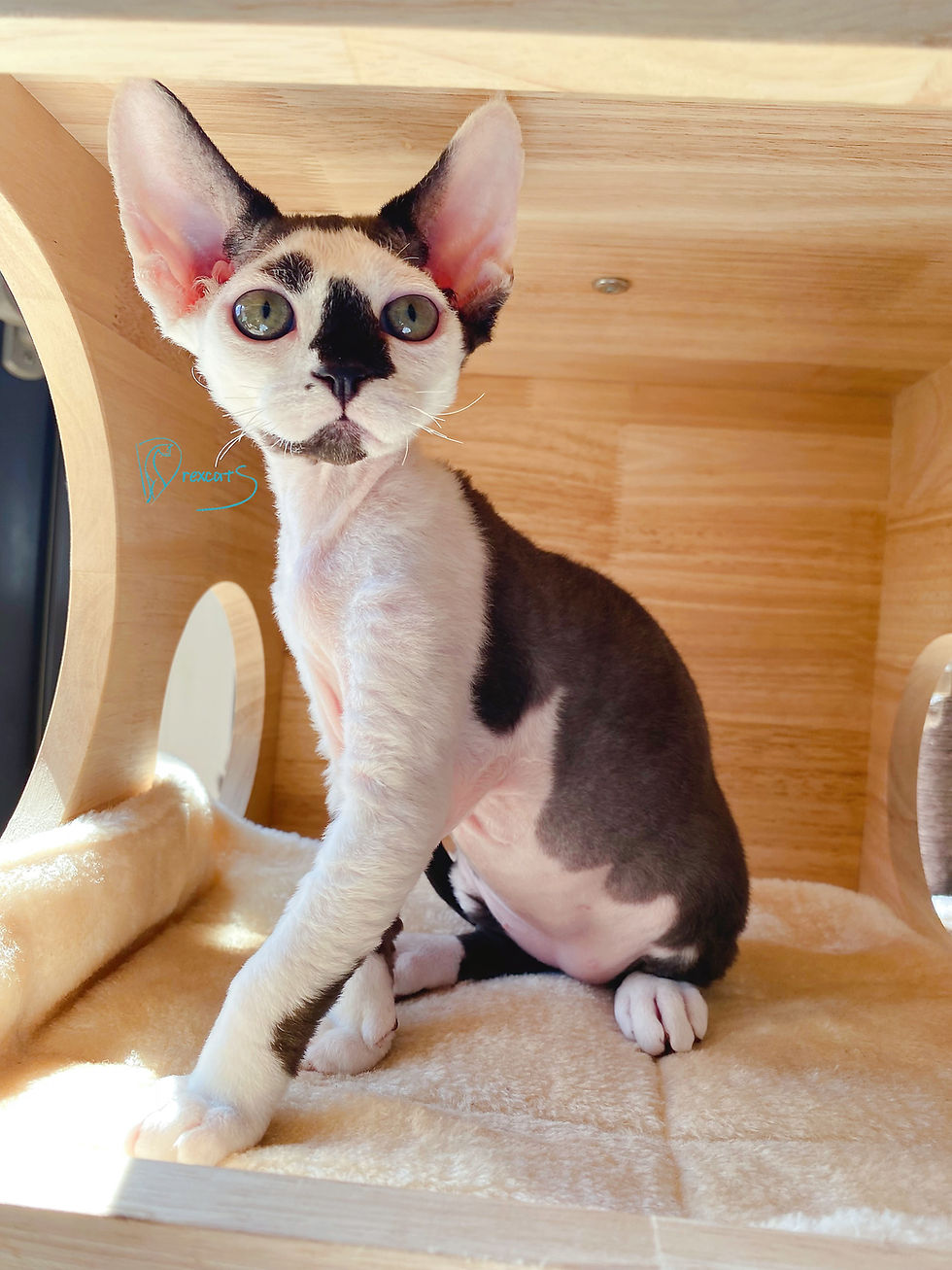 devon rex kitten