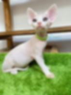 devon rex kitten