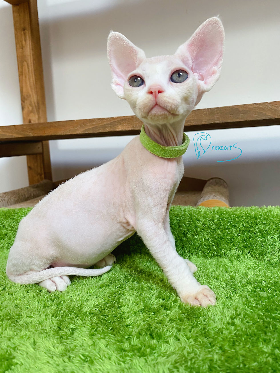 devon rex kitten